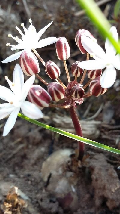 Fusifilum depressum, photographed by grabbarg