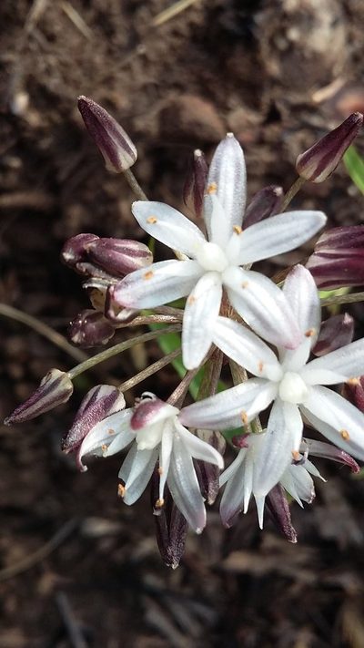 Fusifilum depressum, photographed by grabbarg