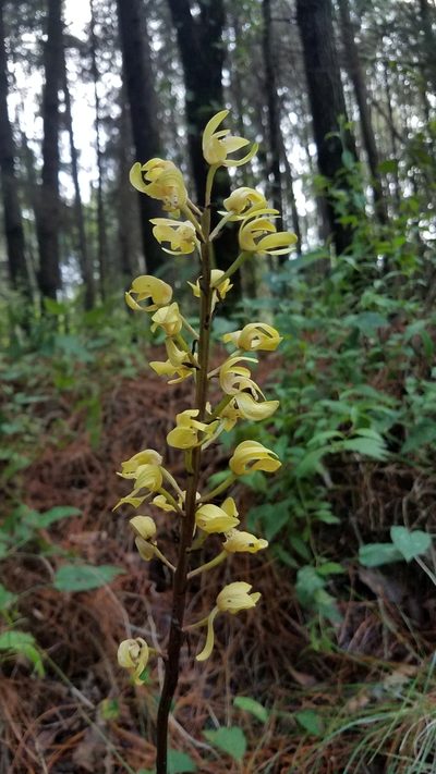 Govenia dressleriana, photographed by Alan Rockefeller