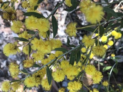 Acacia nervosa, photographed by Ann Bentley
