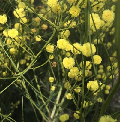Acacia extensa, photographed by Ann Bentley
