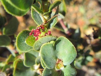 Cliffortia crenata, photographed by douglaseustonbrown