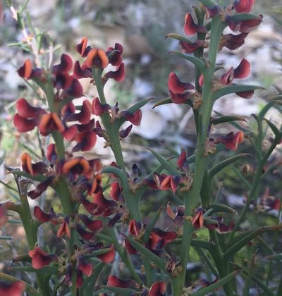 Daviesia incrassata, photographed by Ann Bentley
