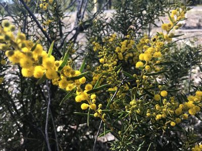 Acacia cochlearis, photographed by Ann Bentley