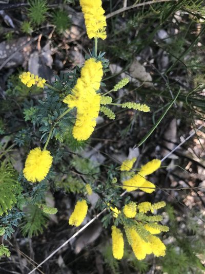 Acacia drummondii, photographed by Ann Bentley
