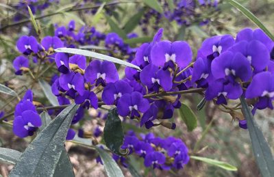 Hovea elliptica, photographed by Ann Bentley
