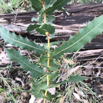 Hakea amplexicaulis, photographed by Ann Bentley
