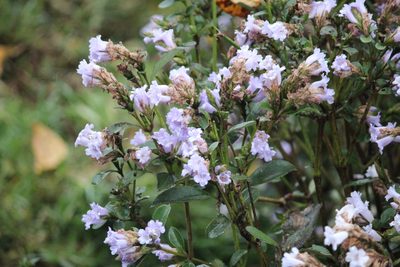 Strobilanthes kunthiana, photographed by Ashwin Srinivasan