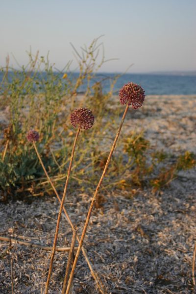 Allium commutatum, photographed by Lera Miles