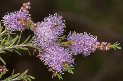 Melaleuca decussata, photographed by Rolf Lawrenz