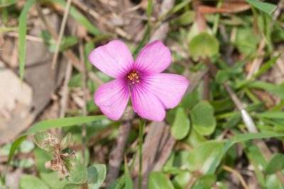 Oxalis brasiliensis, photographed by Rolf Lawrenz
