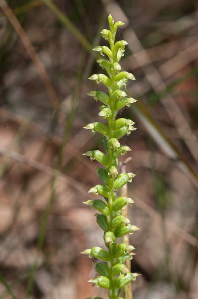 Microtis arenaria, photographed by Rolf Lawrenz