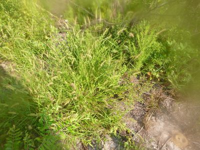 Setaria corrugata, photographed by cwarneke