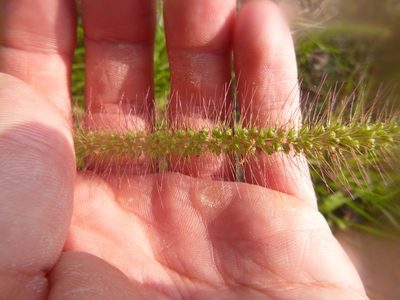 Setaria corrugata, photographed by cwarneke