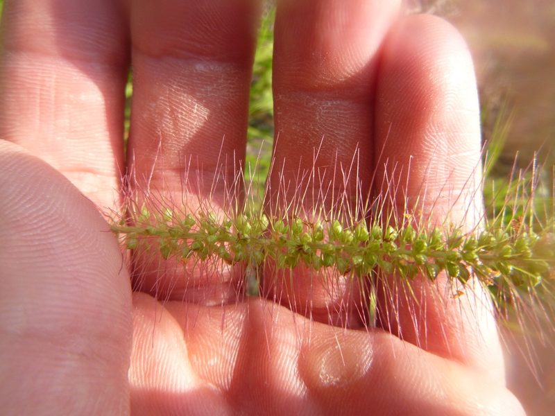 Setaria corrugata, photographed by cwarneke