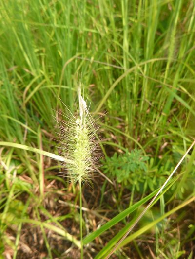 Setaria corrugata, photographed by cwarneke