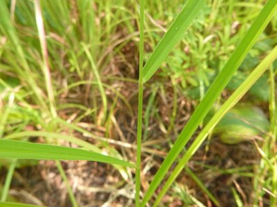 Setaria corrugata, photographed by cwarneke