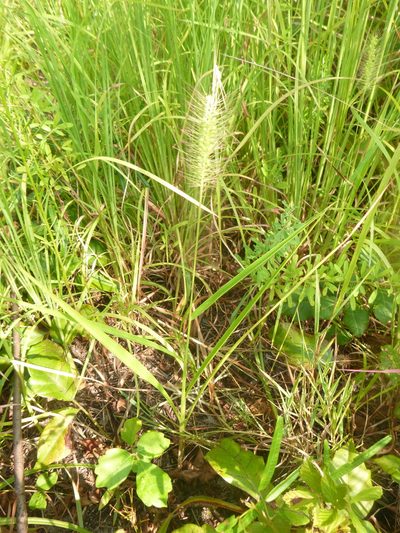 Setaria corrugata, photographed by cwarneke