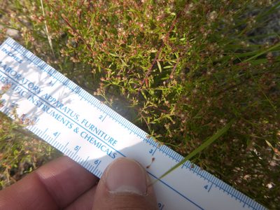 Lechea tenuifolia, photographed by cwarneke