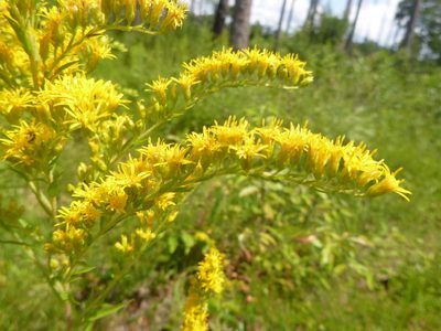 Solidago leavenworthii, photographed by cwarneke