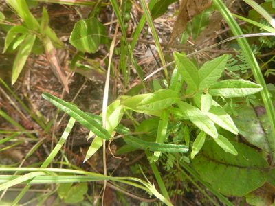 Tragia urens, photographed by cwarneke