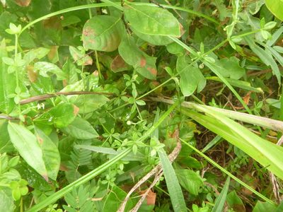 Trichogalium bermudense, photographed by cwarneke