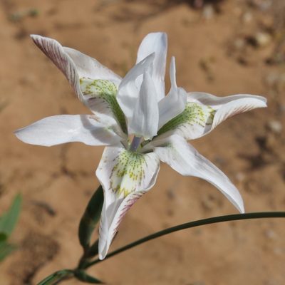 Moraea filicaulis, photographed by Kevin Murray