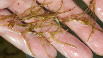Potamogeton spirillus, photographed by Norma Malinowski