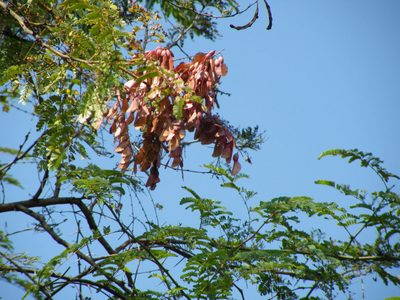 Pterolobium stellatum, photographed by Antoinette Eyssell Knox