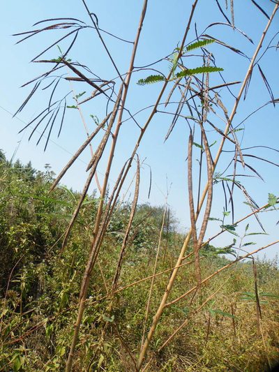 Sesbania sesban, photographed by Antoinette Eyssell Knox