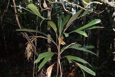 Dypsis hildebrandtii, photographed by Stuart Cable