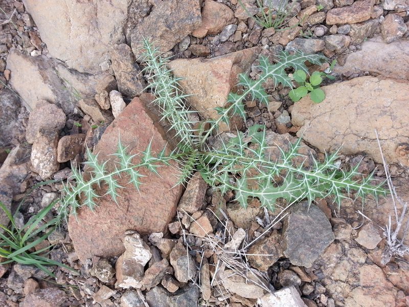 Echinops erinaceus, photographed by Jacky Judas