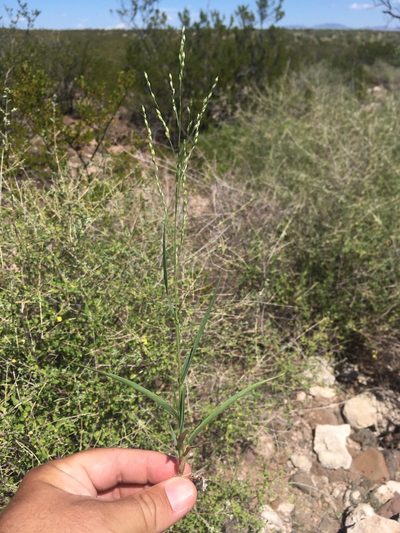 Panicum hirticaule, photographed by Cecelia Alexander