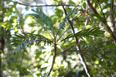 Dypsis concinna, photographed by Stuart Cable