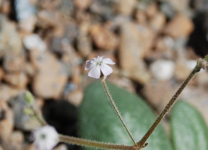 Gypsophila bellidifolia, photographed by Jacky Judas