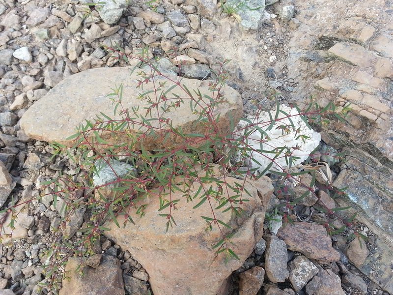 Euphorbia arabica, photographed by Jacky Judas