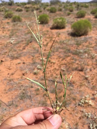 Urochloa arizonica, photographed by Cecelia Alexander