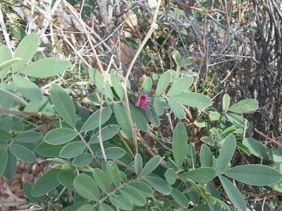 Tephrosia uniflora, photographed by Jacky Judas