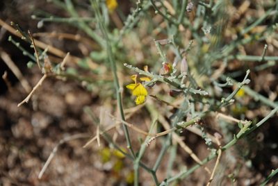 Crotalaria aegyptiaca, photographed by Jacky Judas