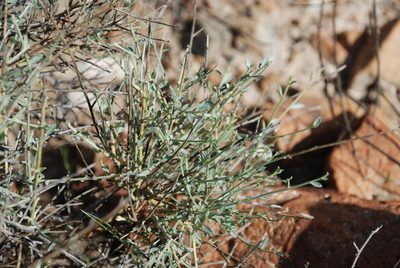 Crotalaria aegyptiaca, photographed by Jacky Judas