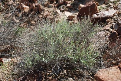 Crotalaria aegyptiaca, photographed by Jacky Judas