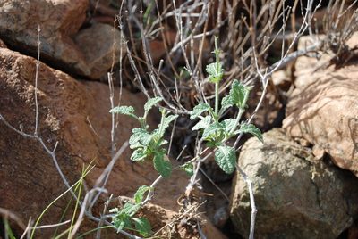 Salvia aegyptiaca, photographed by Jacky Judas