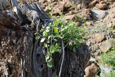 Cebatha pendula, photographed by Jacky Judas