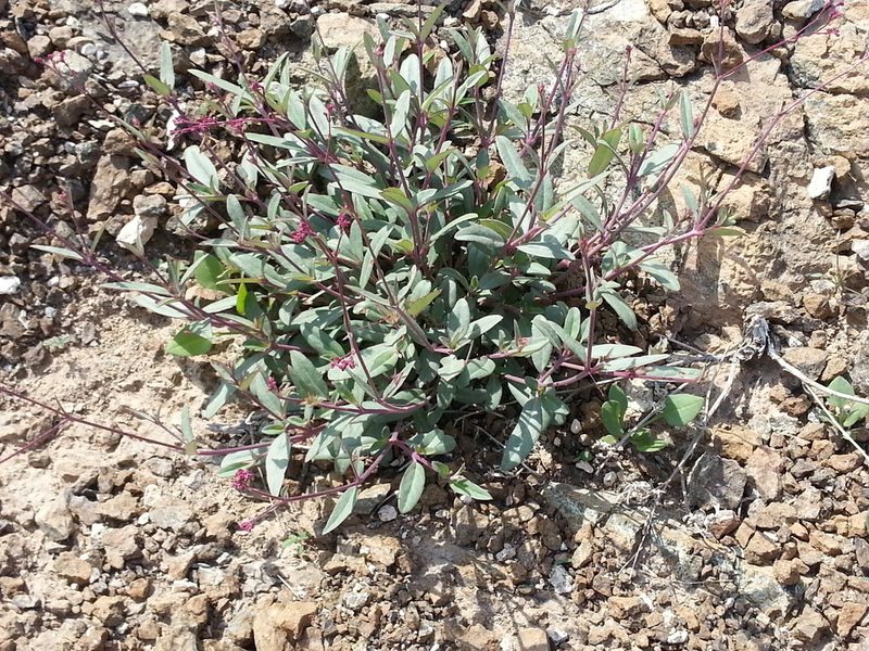 Boerhavia elegans, photographed by Jacky Judas