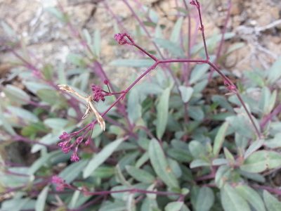 Boerhavia elegans, photographed by Jacky Judas