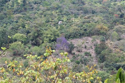 Jacaranda caucana, photographed by GERMAN LEONEL SARMIENTO CRUZ