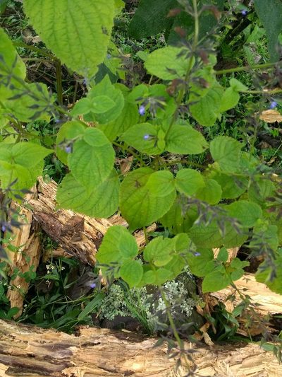 Salvia personata, photographed by Leonel Roget
