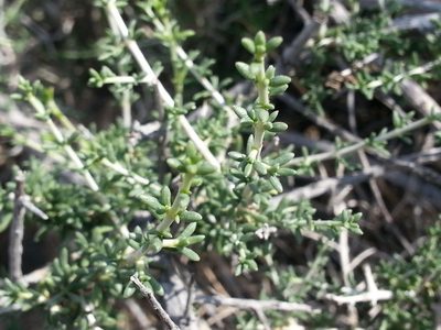 Plocama aucheri, photographed by Jacky Judas