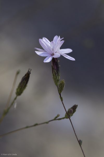 Lessingia nemaclada, photographed by Ken-ichi Ueda