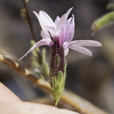 Lessingia nemaclada, photographed by Ken-ichi Ueda